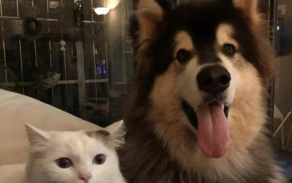 猫咪饲养的注意事项