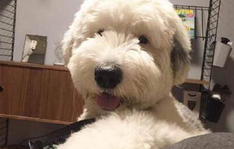 如何训练狗狗滑板