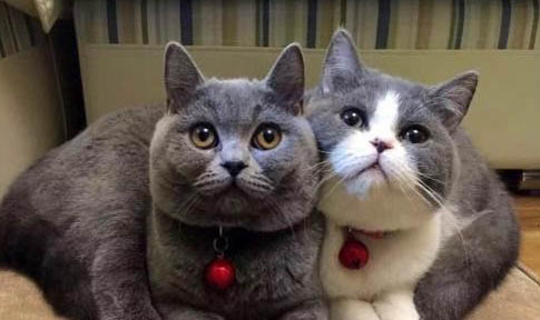 英短和布偶猫哪个好养