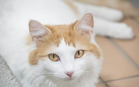 刚出生的小猫怎么分辨公母