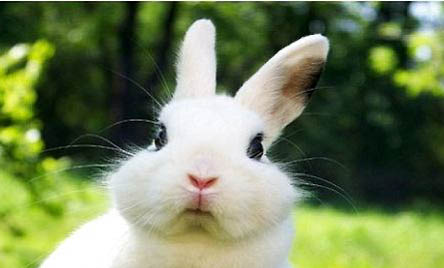 兔子缩成一团一动不动的原因