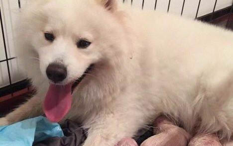 成年萨摩被打后咬主人
