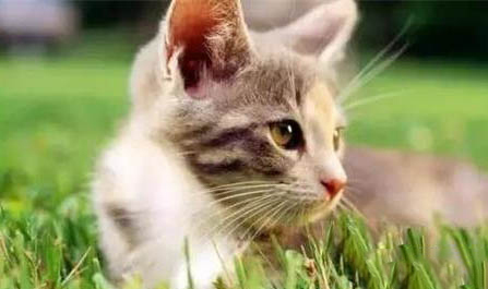 猫咪饿两天有没有影响