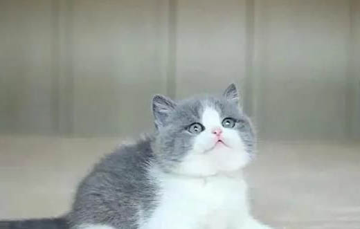 英国短毛猫只尿不拉的原因及处理方法