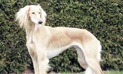 伊比赞猎犬小便频繁