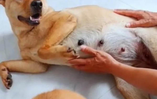 教狗狗在指定地方上厕所?