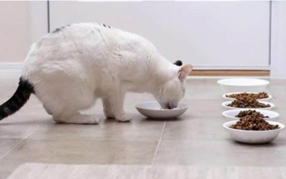 猫咪食欲不振体重减轻