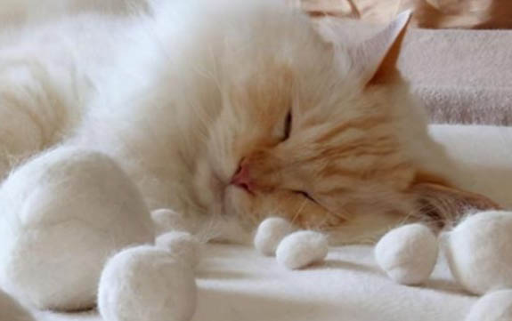 小猫一直吐猫粮!