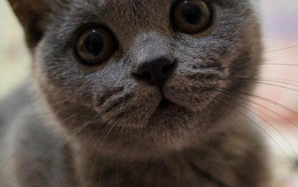 怎么分辨小猫公母