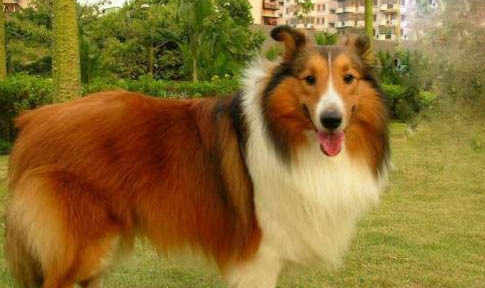 比利牛斯牧羊犬多动症