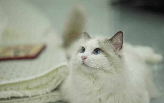 请问猫咪呕吐的原因及处理方法?