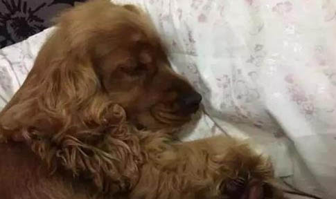 狗怀孕多少天生小狗正常