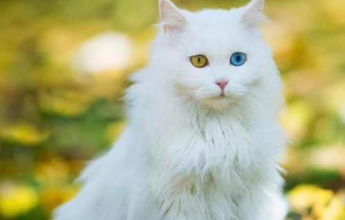 哪里有宠物猫领养