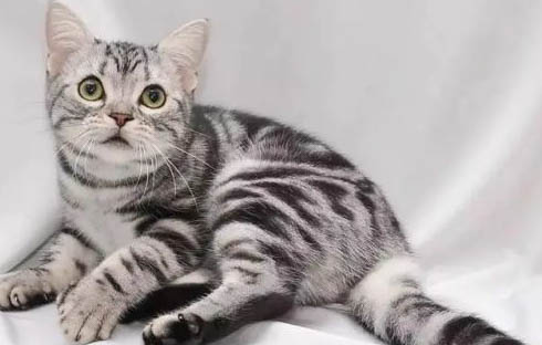 猫咪的嘴巴为什么很小呢