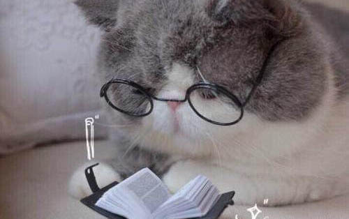 如何让小猫不咬人